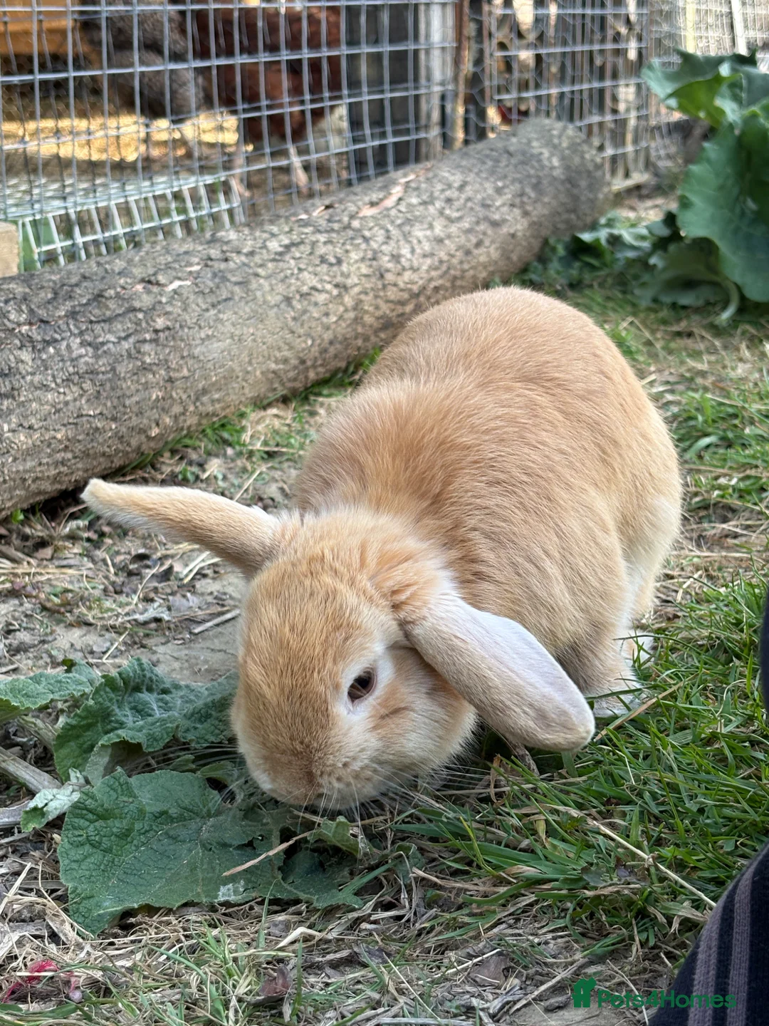 Mini Lop rabbits for sale: Mini lop STUD  - Advert 2