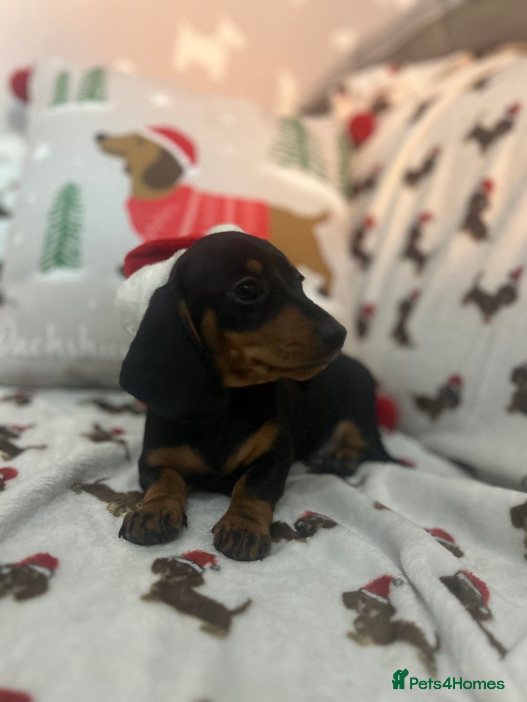 Miniature Dachshund dogs for sale: Miniature Smooth Dachshund Puppies  - Advert 8