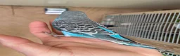 Budgerigars birds for sale: Hand tame baby budgies available  - Advert 6