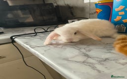 Mini Lop rabbits for sale: mini lops - Image 3