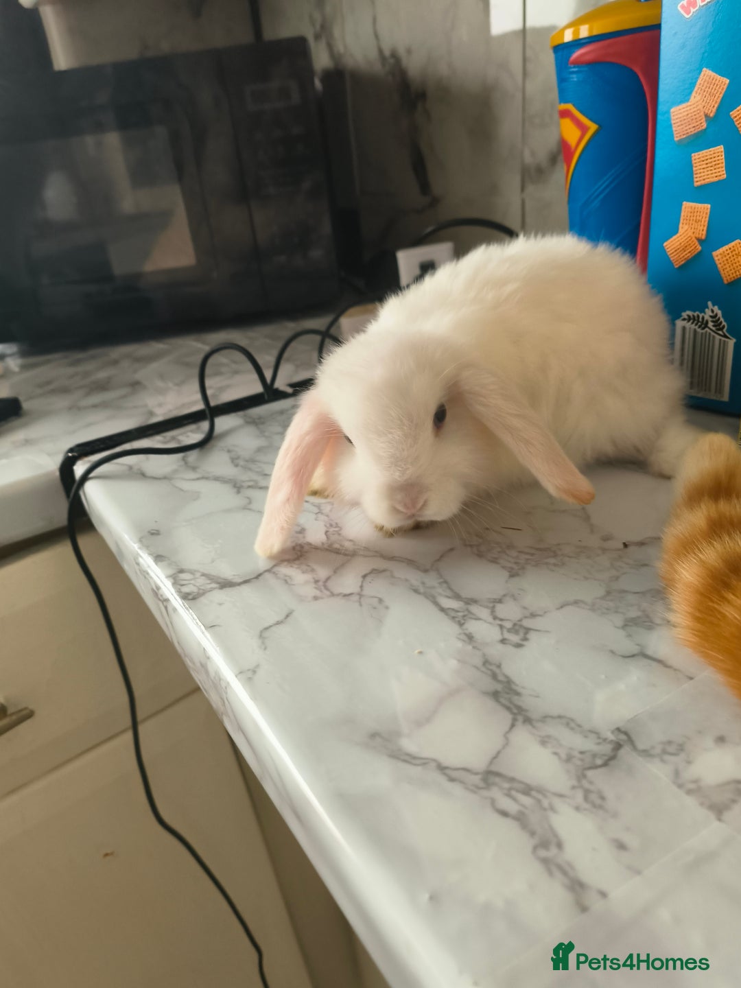 Mini Lop rabbits for sale: mini lops - Image 3
