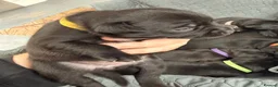 Staffordshire Bull Terrier dogs for sale: Staffordshire Bull Terrier Puppies (KC Registered) - Advert 4