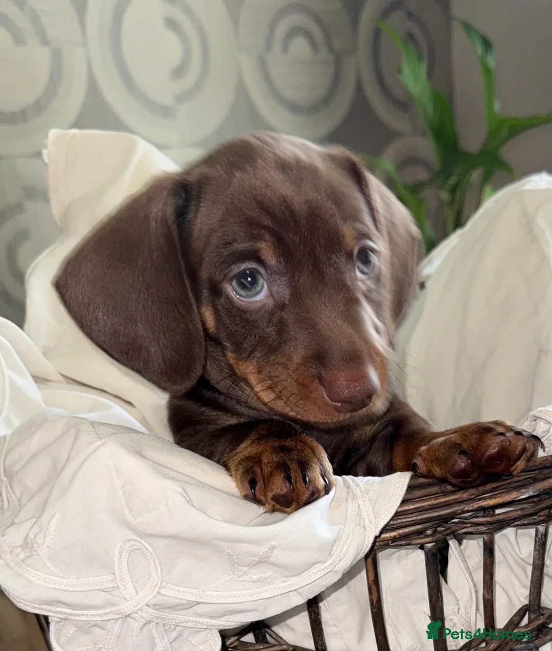 Miniature Dachshund dogs for sale: Chocolate & Tan Miniature Dachshund Puppies  - Advert 2