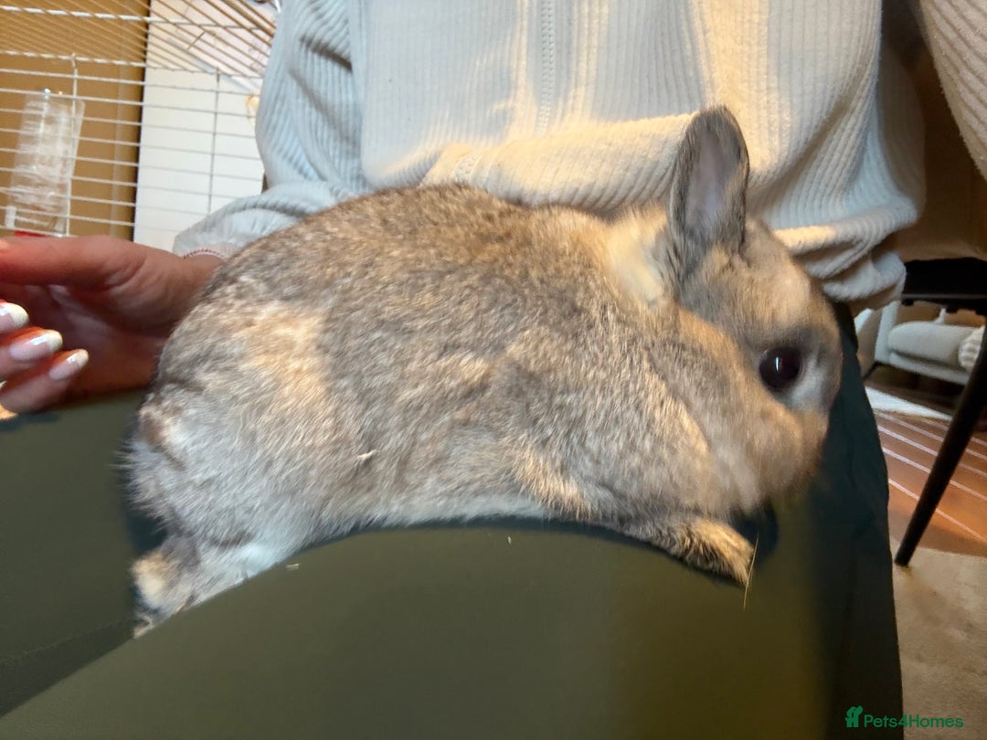 Netherland Dwarf rabbits for sale: Netherland dwarf male rabbit  - Advert 4