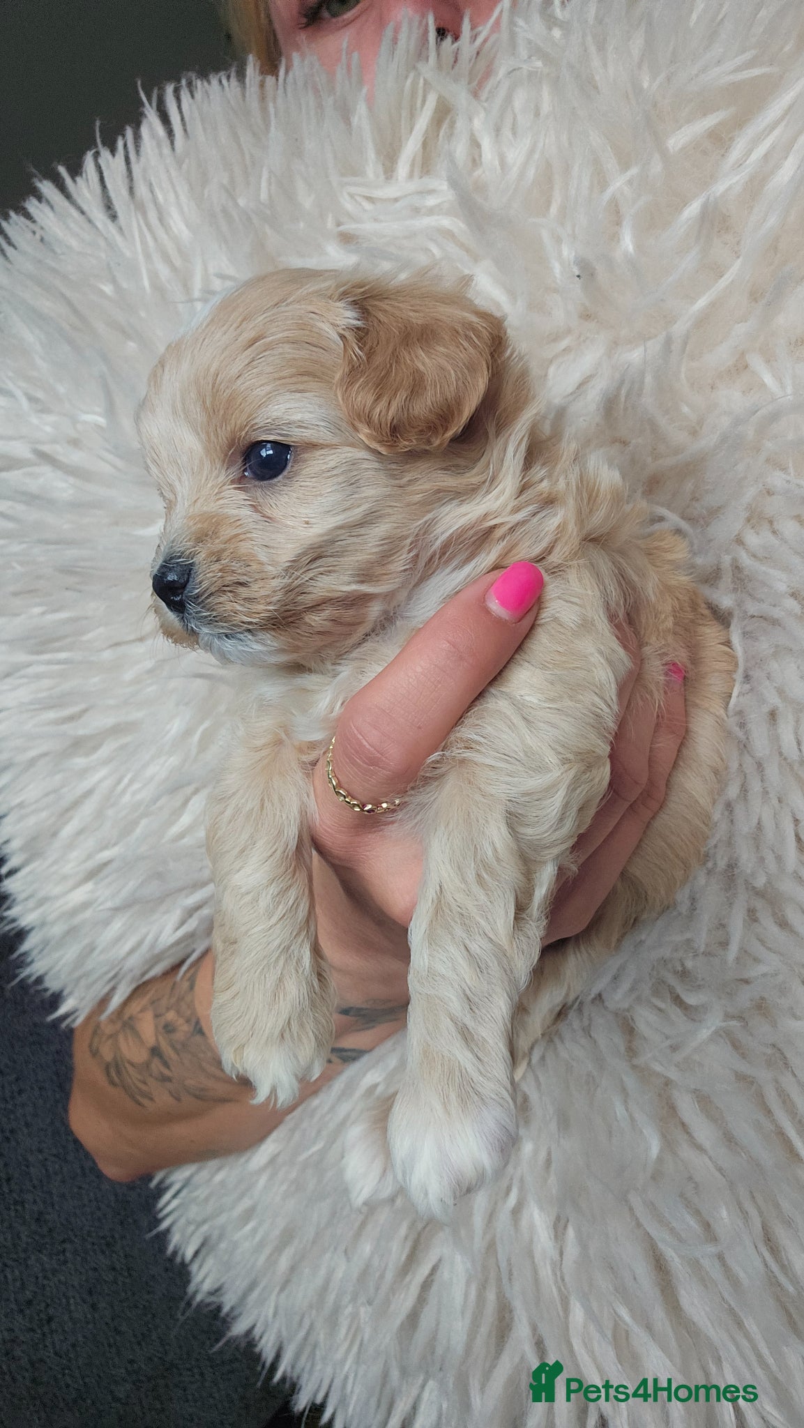 Maltipoo Puppy Bella