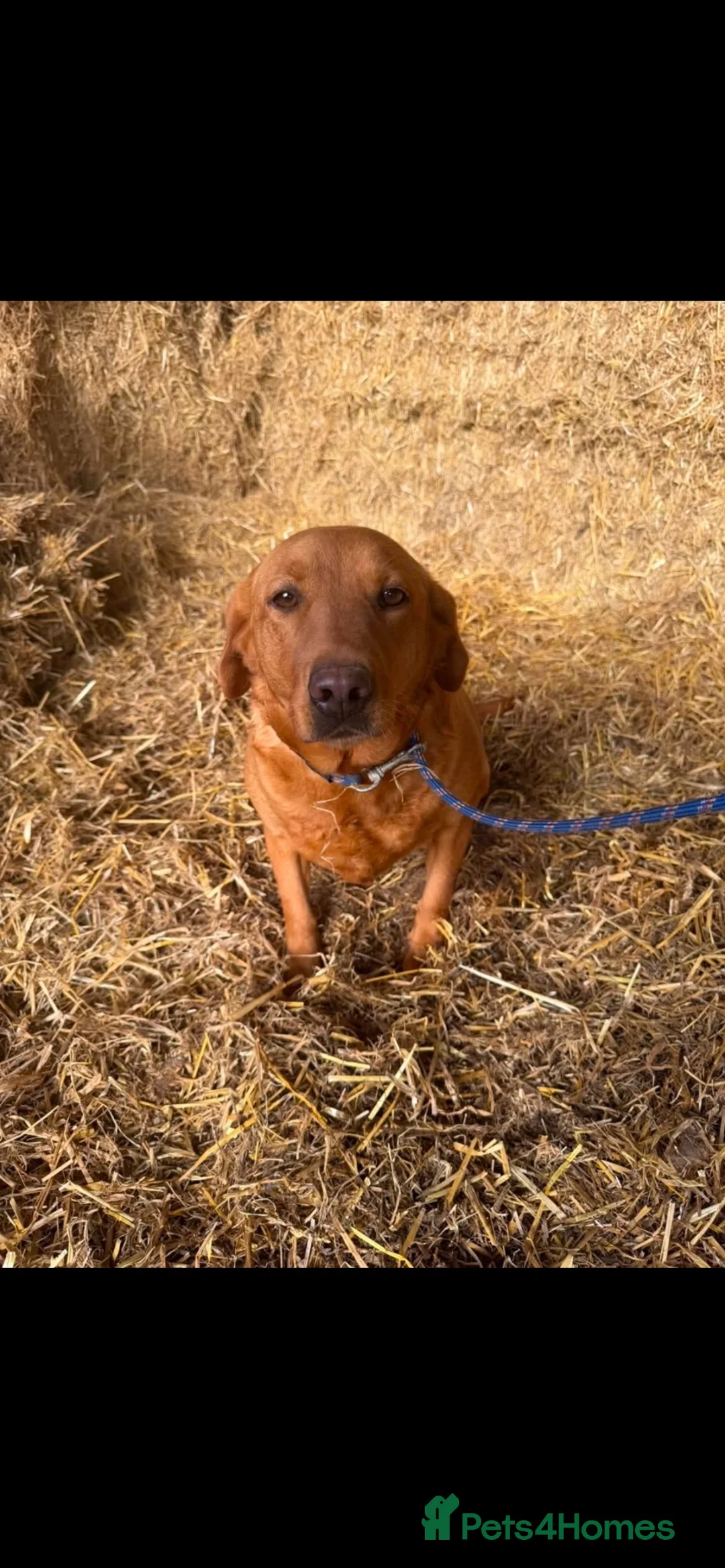 Labrador Retriever dogs for sale: Female adult  in Rugeley - Advert 3