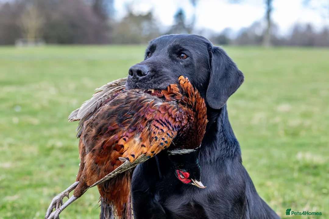 Labrador Retriever dogs for stud: 0/0 HIP & ELBOWS FULLY HEALTH TESTED BLACK STUD in Malton - Advert 15