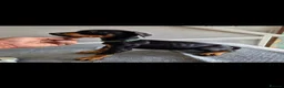 Dobermann dogs for sale: Doberman puppy's  - Advert 4