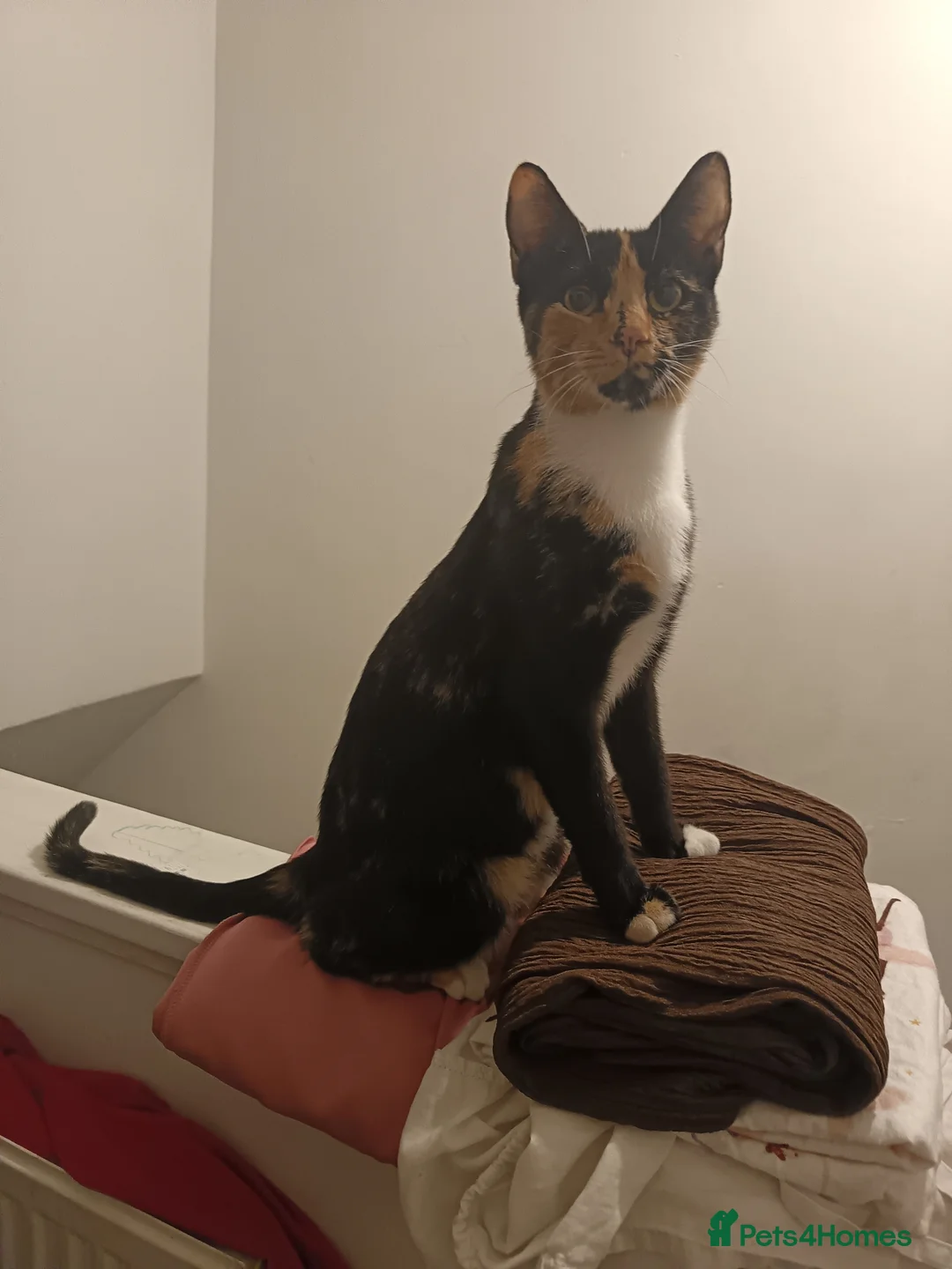 Mixed Breed cats for sale: Beautiful kitten for sale - Advert 4