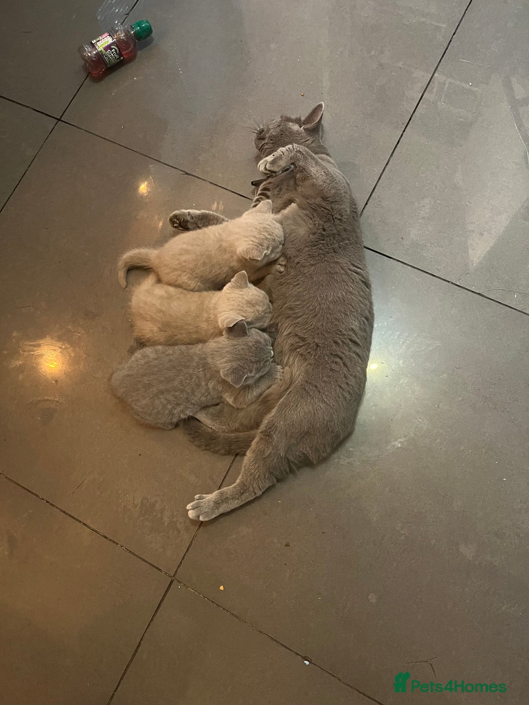 British Shorthair cats for sale: Beautiful  lilac and blue kittens 2 boys 1 girl - Image 2