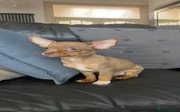 Chihuahua dogs for sale: 3 chihuahua pups 1 female 2 male - Image 10