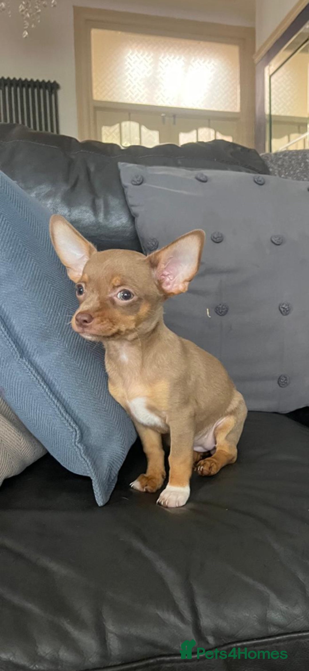 Chihuahua dogs for sale: 3 chihuahua pups 1 female 2 male - Image 10