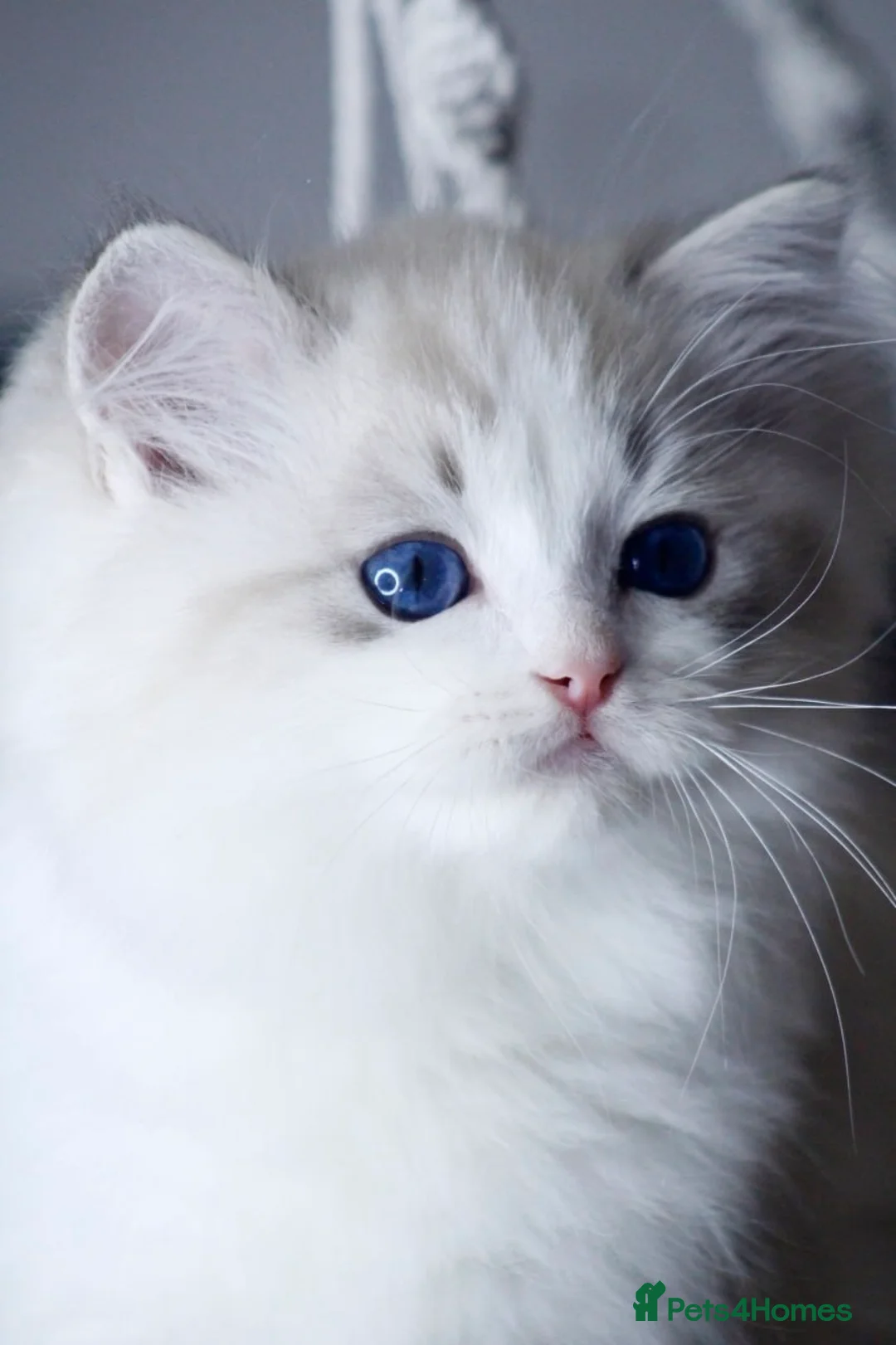 Ragdoll cats for sale: 2 Ragdoll boys from amazing parents  - Advert 20