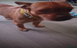Mixed Breed dogs for sale: This is lola - Image 2