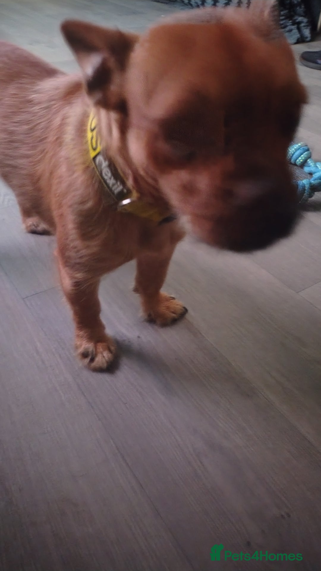 Mixed Breed dogs for sale: This is lola - Image 2