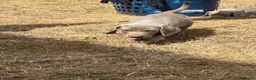 Weimaraner dogs for sale: 🐶KC Registered Weimaraner Puppies 🐶 - Advert 5