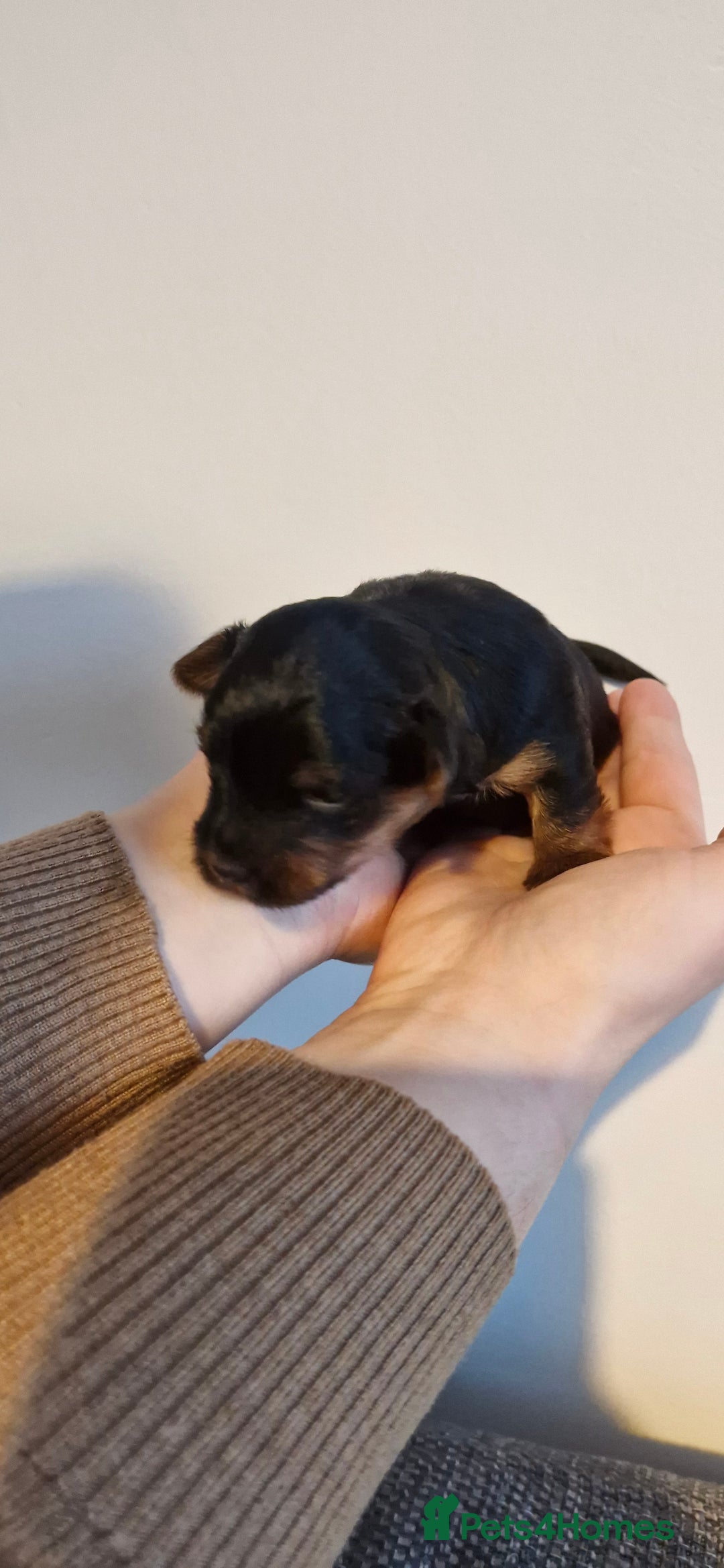 Yorkshire Terrier dogs for sale: Yorkshire terrier  - Advert 8