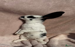 Mixed Breed rabbits for sale: A litter Of Stunning Babies Available to Reserve - Image 5