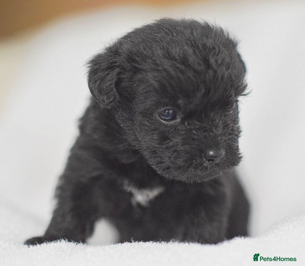 Mixed Breed dogs Patterpoo's - Advert 2