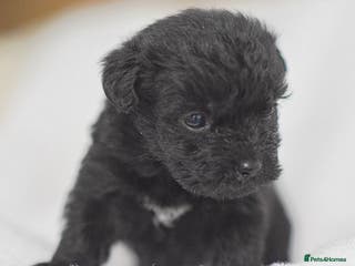 Mixed Breed dogs Patterpoo's - Advert 2