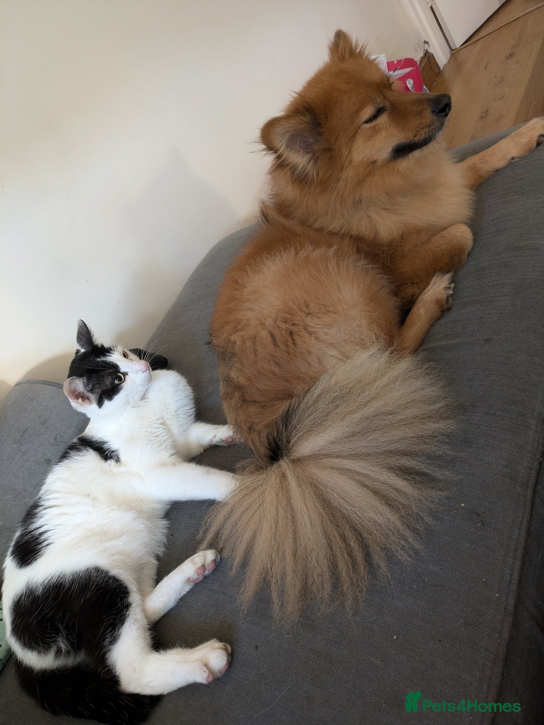 Pomeranian dogs for sale: Male Pomeranian looking for new home - Advert 2