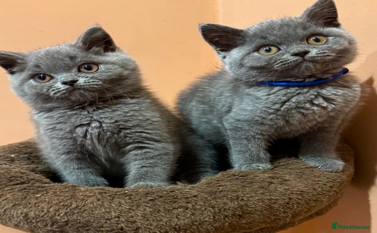 British Shorthair cats - Advert 3