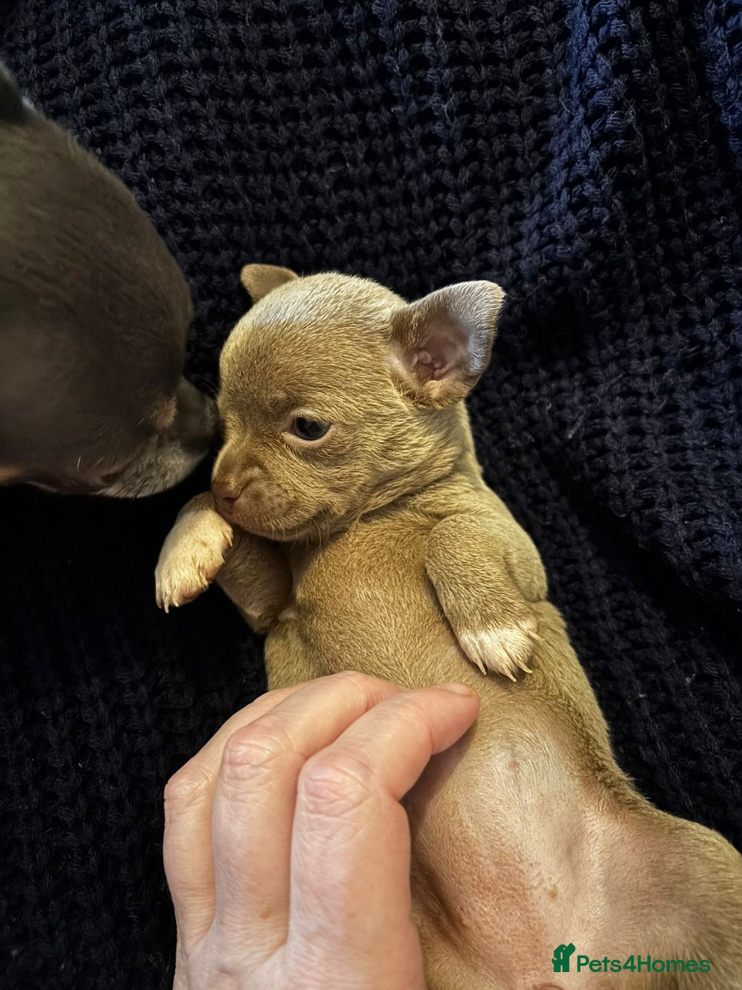 Chihuahua dogs for sale: Three Boy Chihuahuas | Lilac & Blue | Ready - Advert 16