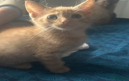 Mixed Breed cats for sale: Kittens for sale  - Image 3