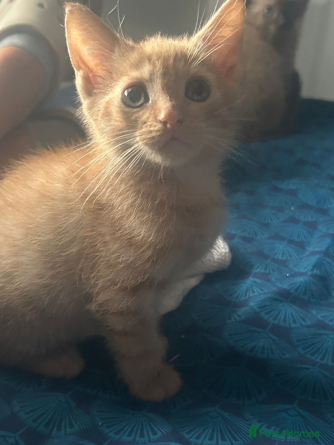 Mixed Breed cats for sale: Kittens for sale  - Image 3