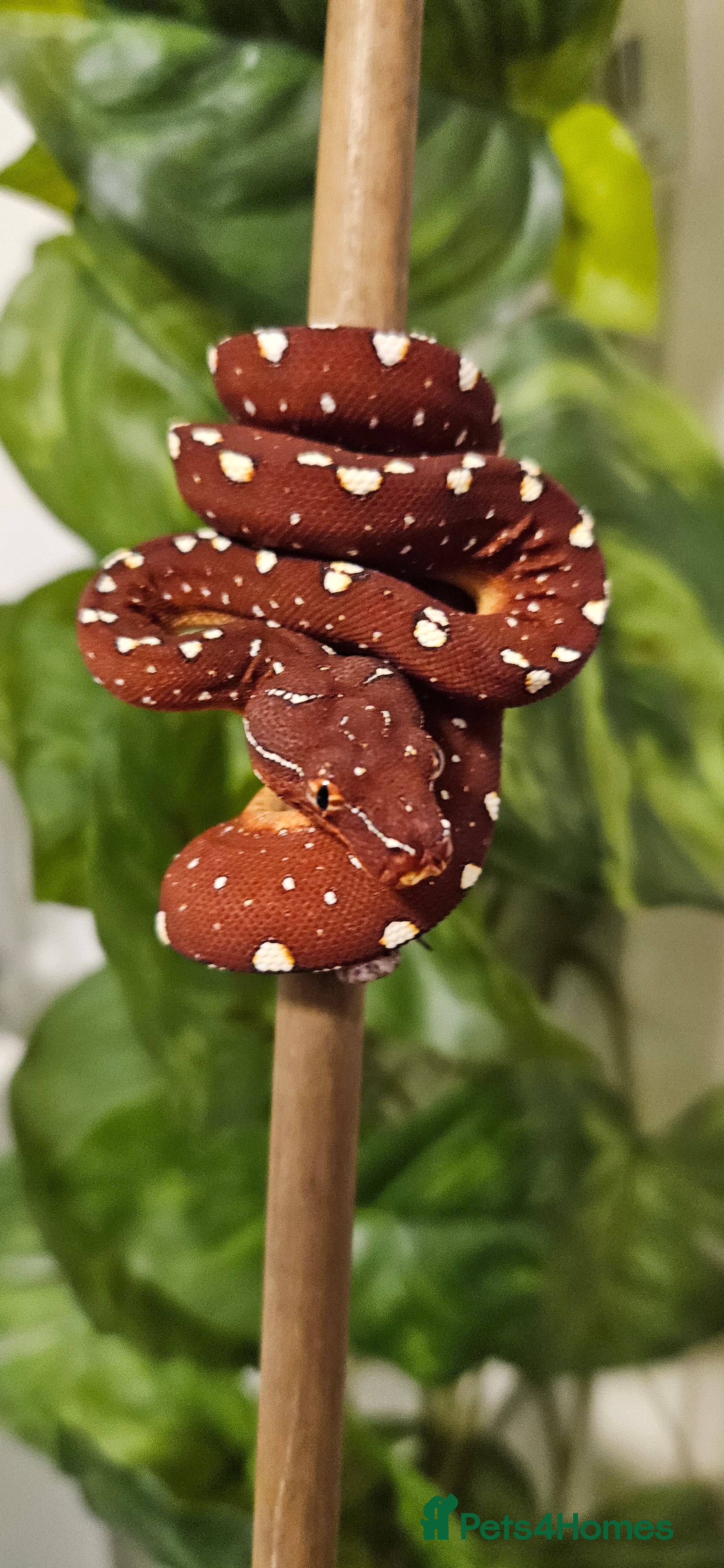 Python Snake reptiles Green tree Python, Last One!!  in Mold - Advert 11