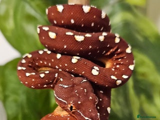 Python Snake reptiles Green tree Python, Last One!! in Mold - Advert 9