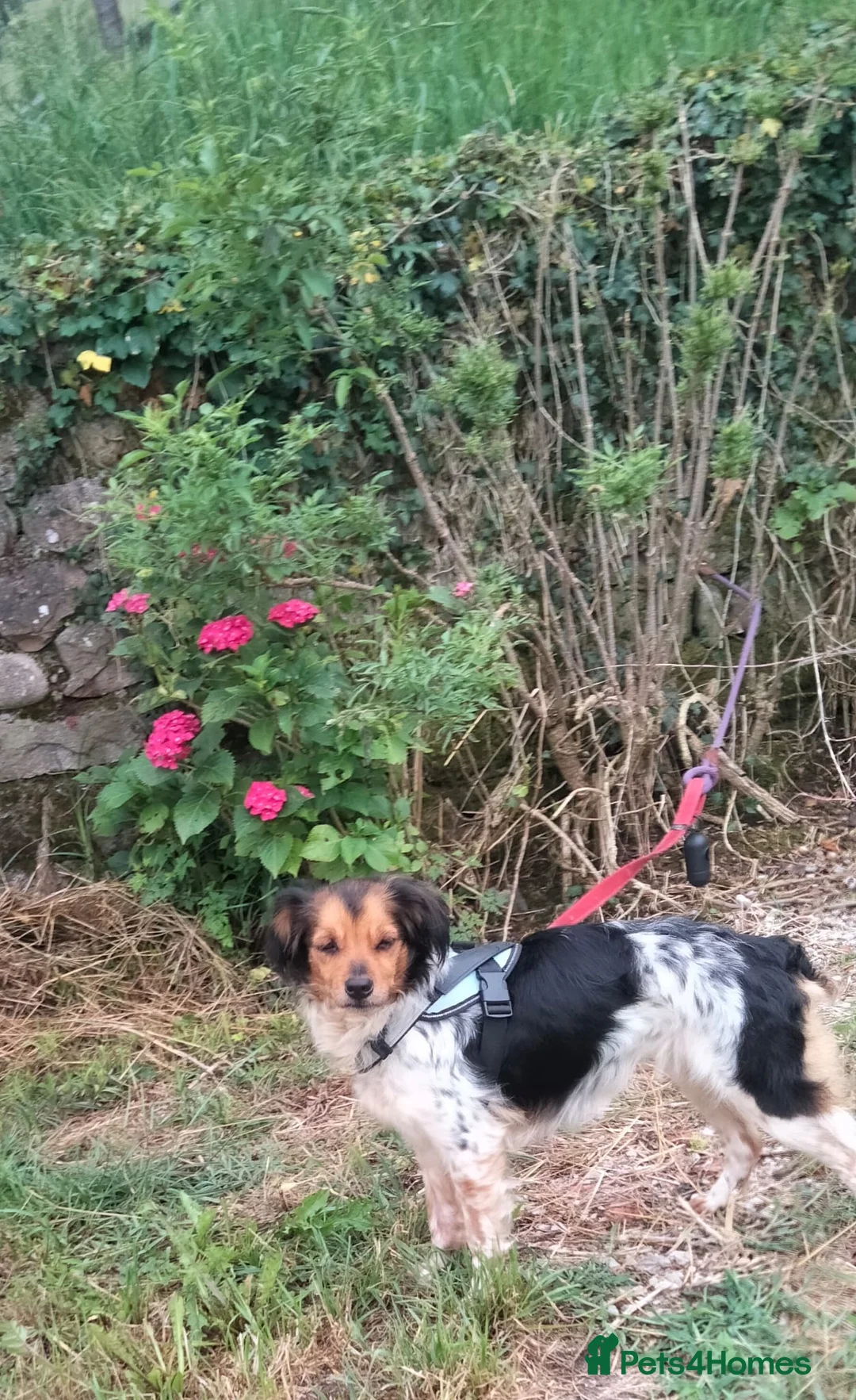 Brittany Spaniel dogs for adoption: Reyna in Consett - Advert 2