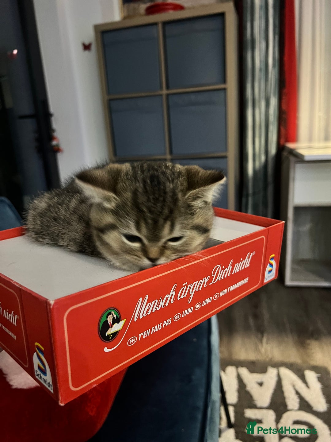 British Shorthair cats for sale: British Shorthair Kittens 🐱  - Advert 16