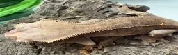 Mixed Breed reptiles for sale: various geckos! - Advert 2