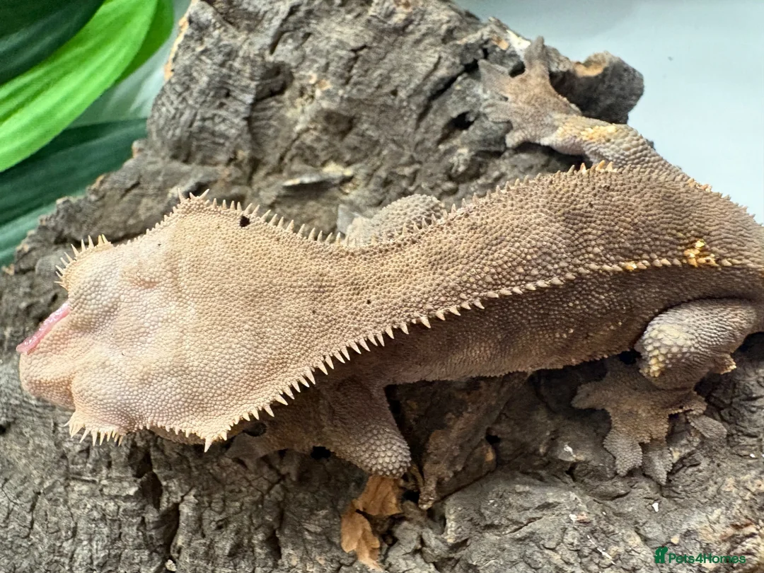 Mixed Breed reptiles for sale: various geckos! - Advert 2