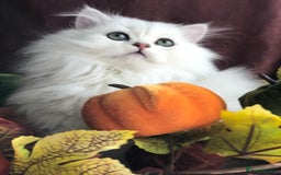 British Shorthair cats for sale: Now reserved - BLH girl  - Advert 1