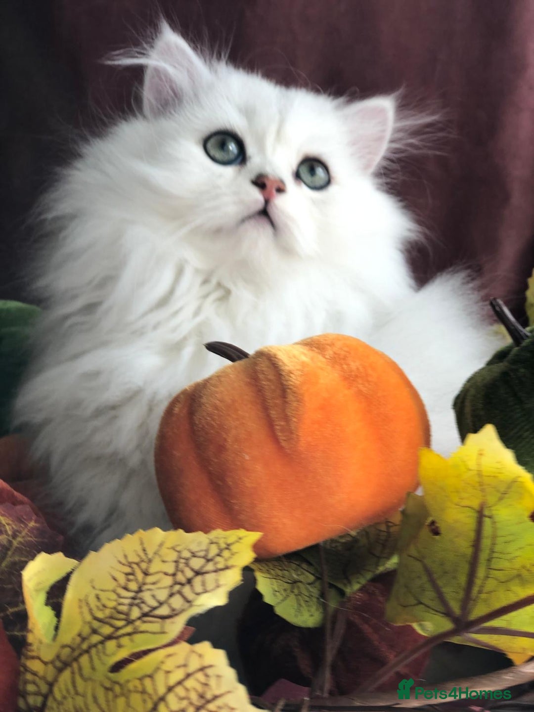 British Shorthair cats for sale: Now reserved - BLH girl  - Advert 1