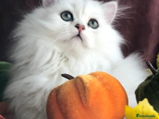 British Shorthair cats Now reserved - BLH girl - Advert 13