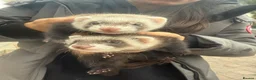 Ferret rodents for sale: ferrets to home  in Westcliff-on-Sea - Advert 3