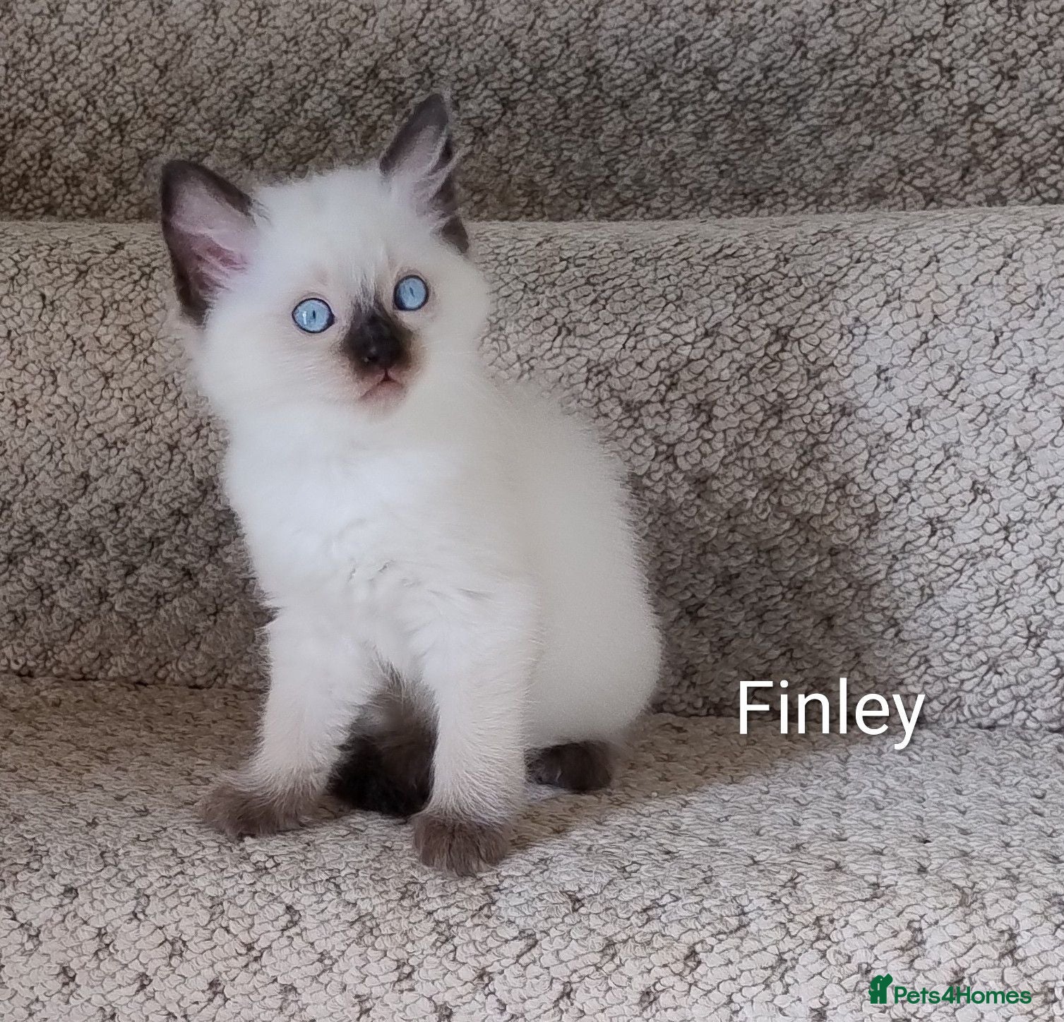 Ragdoll cats Pure bred Ragdolls need loving homes - Advert 1