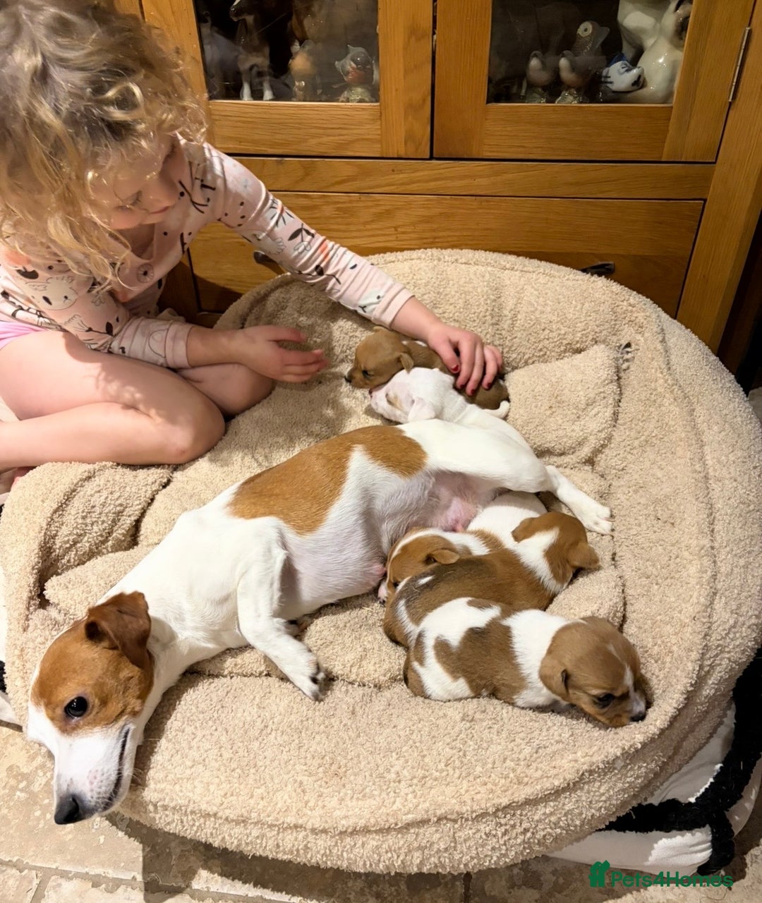 Jack Russell dogs for sale: Stunning Jack Russell puppies  - Image 4