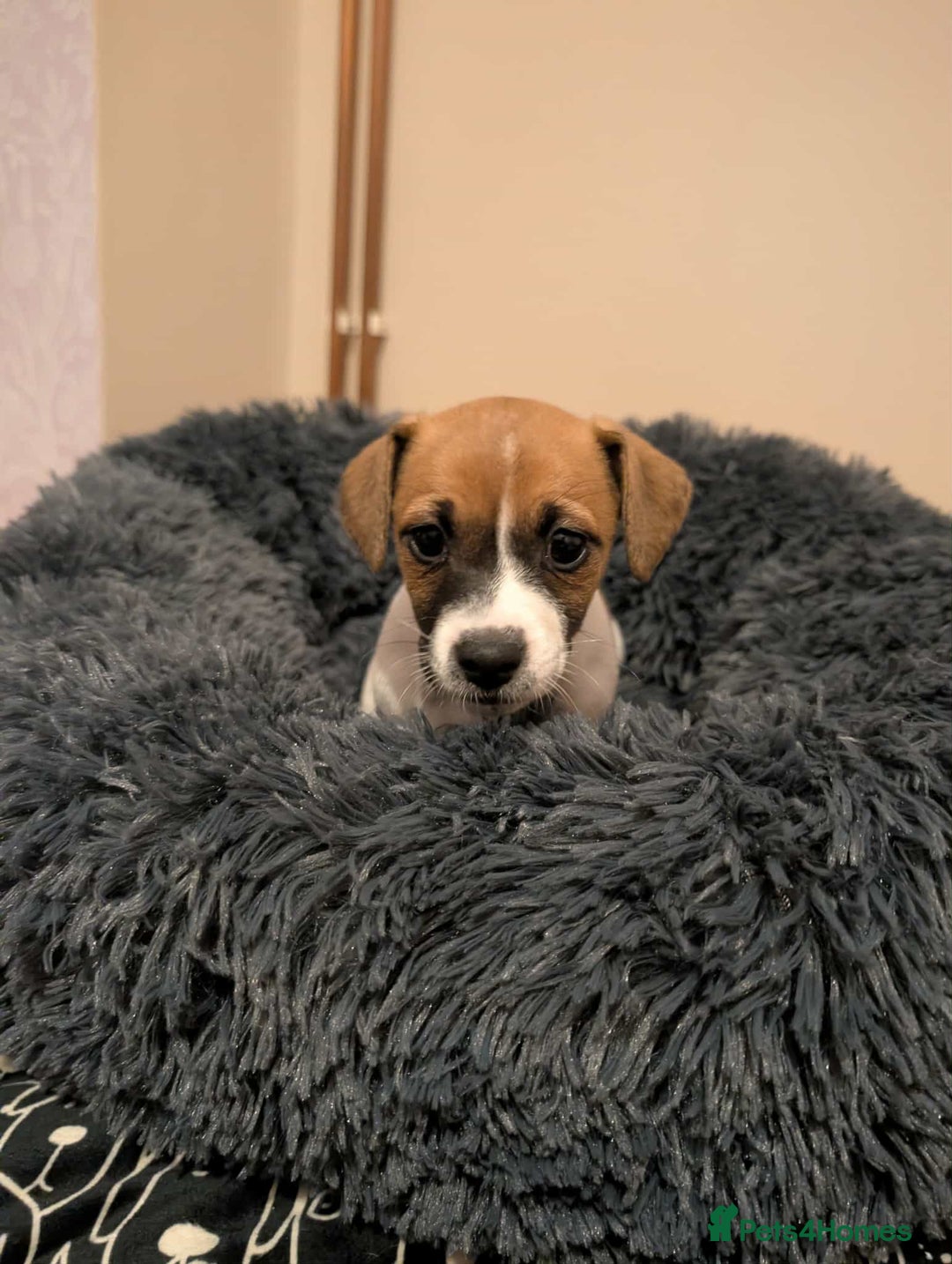 Jack Russell dogs for sale: Jack Russell pups  - Advert 3