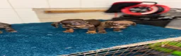 Dachshund dogs for sale: Miniature dachshund - Advert 12