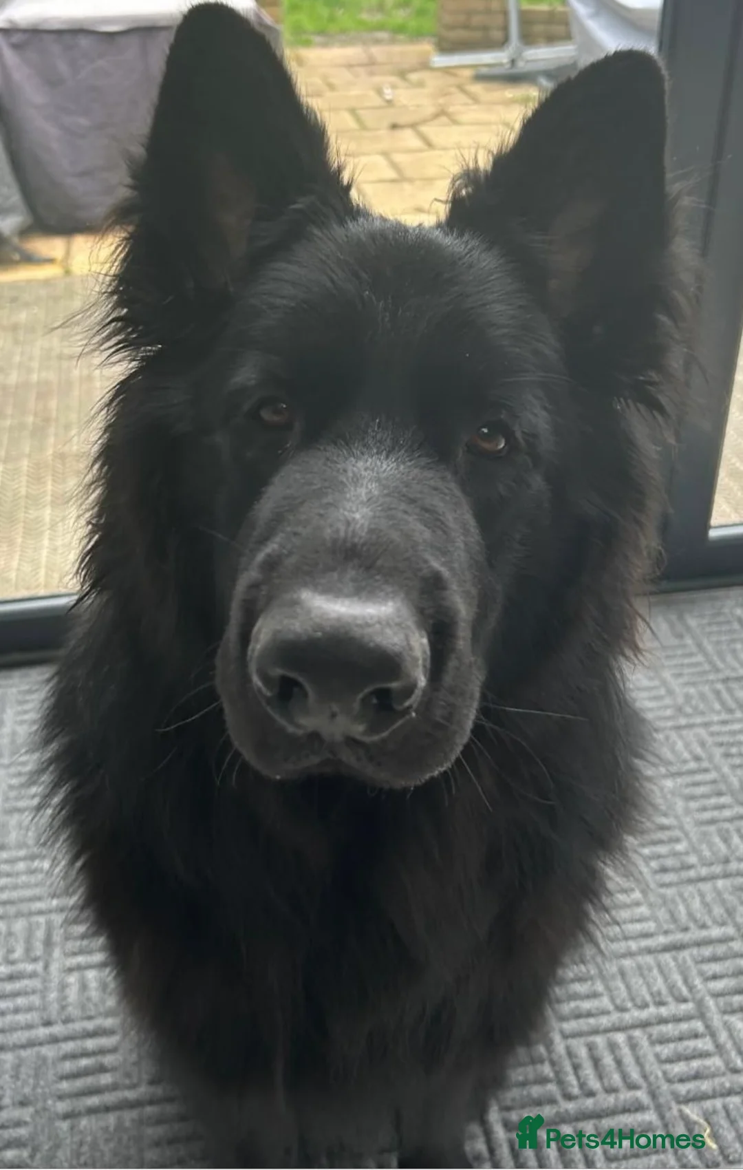 German Shepherd dogs for stud: Solid Black German Shepherd (STUD) in Waltham Abbey - Advert 4