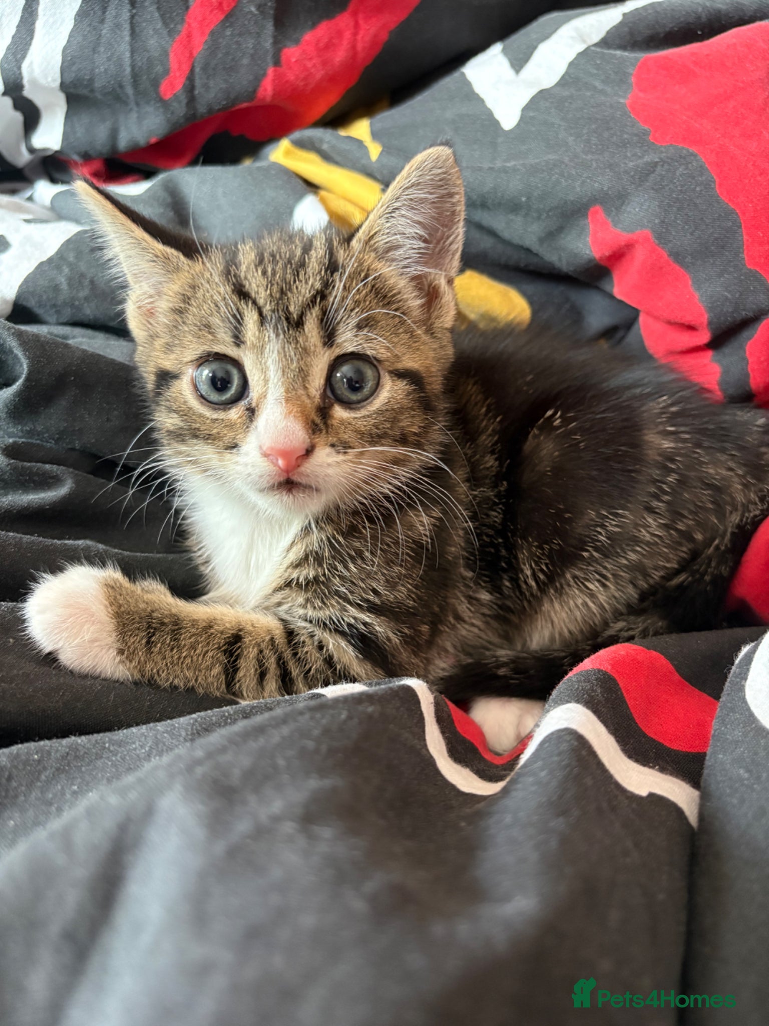 British Shorthair Kitten 2