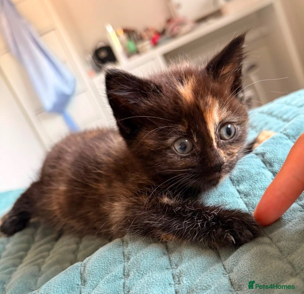 Mixed Breed cats Beautiful litter of kittens ginger tri tuxedo ❤️  - Advert 5