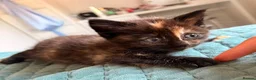 Mixed Breed cats for sale: Beautiful litter of kittens  - Advert 4