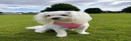 Maltese dogs for sale: Maltese girl for sale  - Advert 3