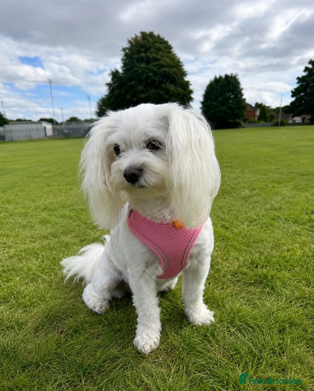 Maltese dogs for sale: Maltese girl for sale  - Advert 3