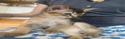 Abyssinian cats for sale: Four 3/4 Abyssinian 1/4 British shorthair kittens in Cambridge - Advert 13